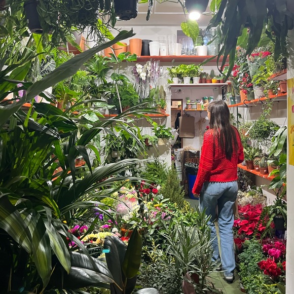 Meet your Posher, Jojo - Picture 1 of 1